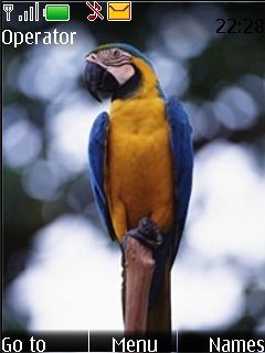 Pretty Parrot -  1