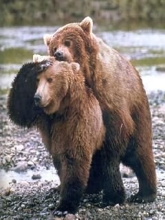 Bearlove -  1