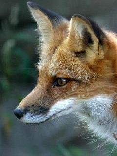 Foxed -  1