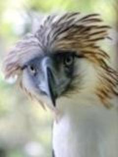 Philippine Eagle -  1