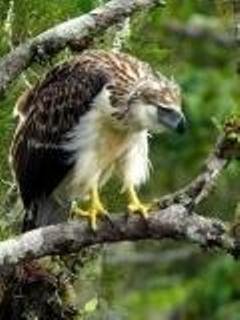 Philippine Eagle -  2