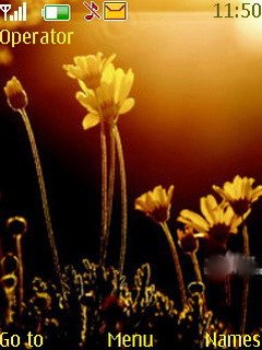 Sun Ligth Flower -  1