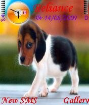 Beagle Puppy -  1