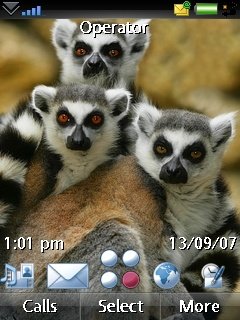 Lemur Family -  1