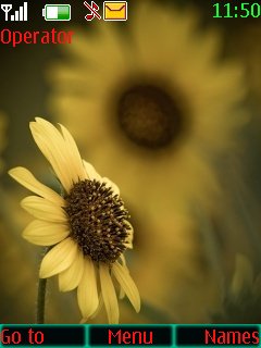 sunflower -  1