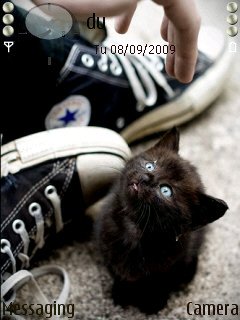 Converse With Kitty -  1