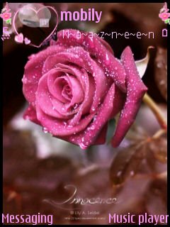 Pink Rose -  1