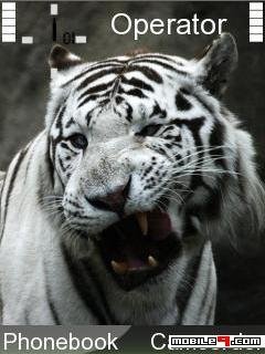 Tiger White -  1