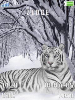 white tiger -  1