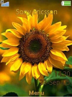 Sunflower -  1