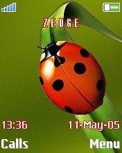 Lady Bug -  1