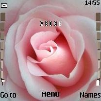 pink rose -  1