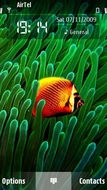 Butterfly Fish -  1