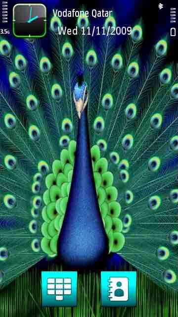 Peacock -  1