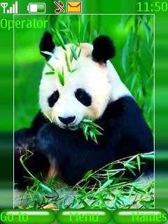 panda -  1