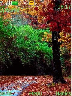 Autumn Forest  -  1