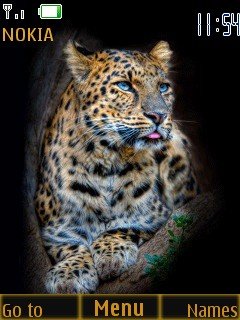 Leopard -  1