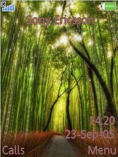 Bamboo Forest -  1