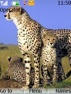 Cheetah -  1