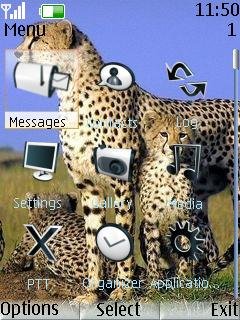 Cheetah -  2