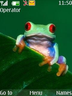 Frog -  1