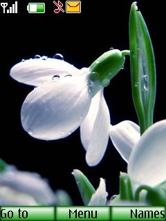 snowdrop -  1