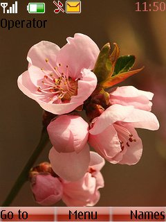 Spring Flower -  1