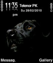 Black Labrador -  1