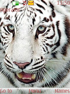 Beautiful Tiger -  1