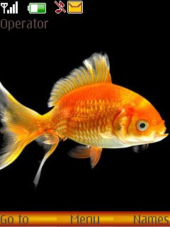 Golden Fish -  1