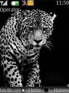 Leopard Beautiful -  1