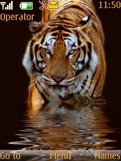 Tiger In Water -  1