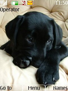 Black Labrador Pups -  1