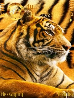 tiger -  1