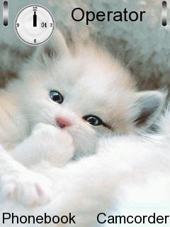 Cute Cat -  1