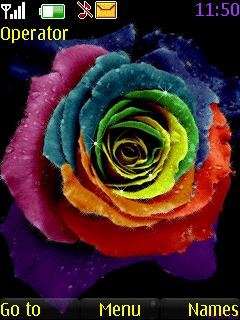 Colorful rose -  1