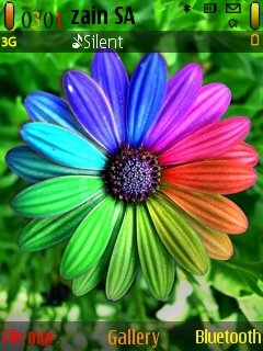 Colorful Flower -  1
