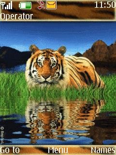 Animal Tiger -  1