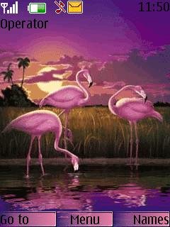Animated Flamingo -  1
