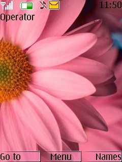 Pink Sun Flower -  1