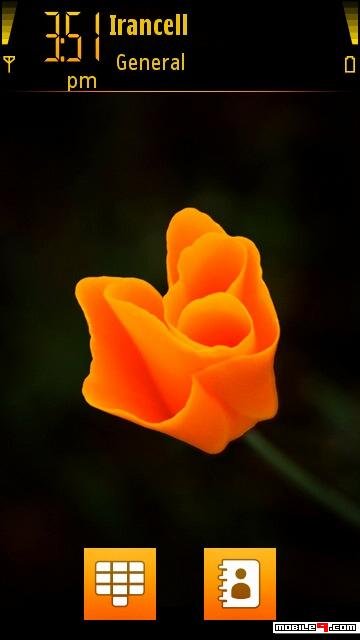 Orange Rose -  1