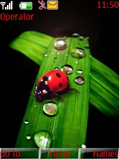 Beautiful Ladybug -  1