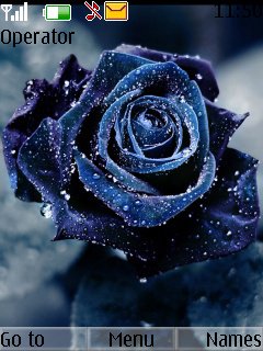 Blue Rose -  1