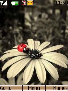 Ladybug -  1