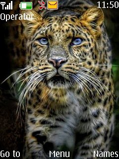 Leopard -  1