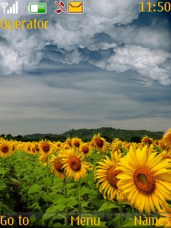 Sunflowers -  1