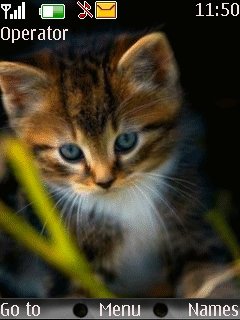 Cute Cat -  1