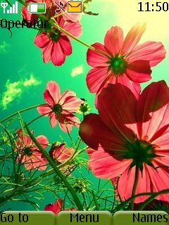 Beautiful Flowers -  1
