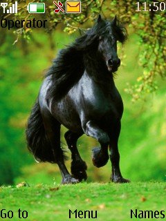 Black Horse -  1