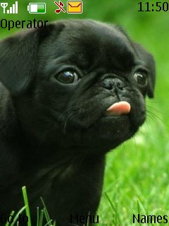 Cute-black-puppy -  1
